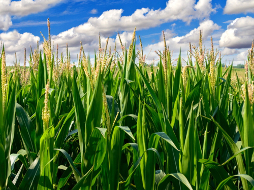 Corn-Field.jpg