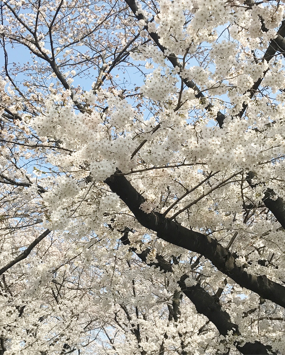 桜２０１８.jpeg